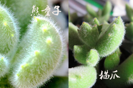 熊童子與貓爪區(qū)別一：爪子的形狀