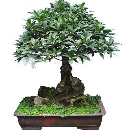 桂花盆栽 桂花盆栽