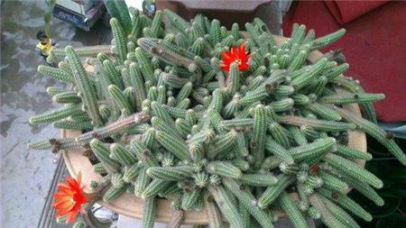 鼠尾掌白檀形態(tài)特征 鼠尾掌白檀形態(tài)特征