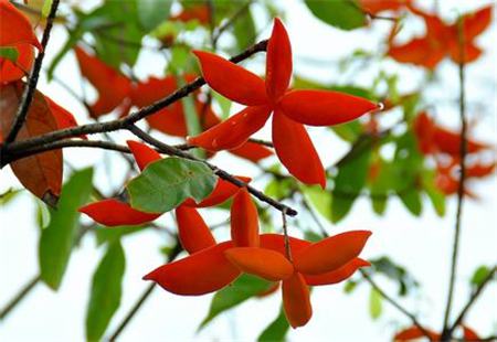 蘋(píng)婆與假蘋(píng)婆花的差異 蘋(píng)婆與假蘋(píng)婆花的差異