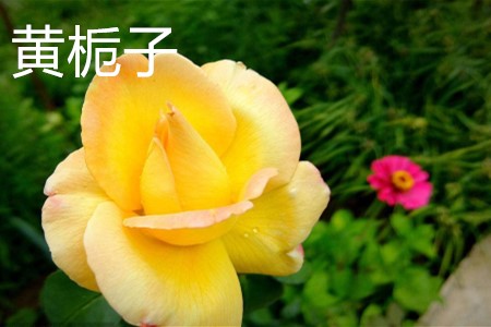 黃梔子，花.jpg