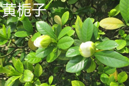 黃梔子，葉.jpg