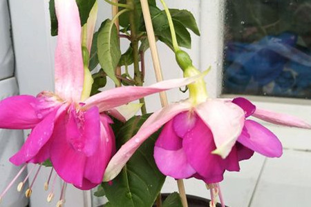 燈籠花 燈籠花