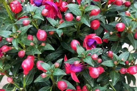 燈籠花 燈籠花