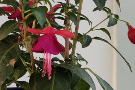 燈籠花 燈籠花