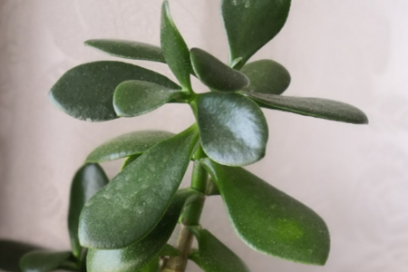 玉樹 玉樹
