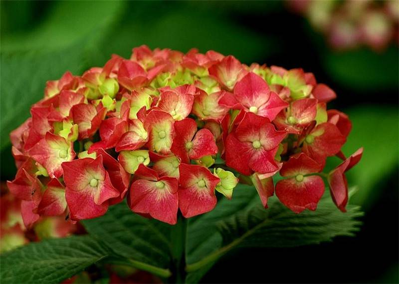 八仙花開,無盡夏來