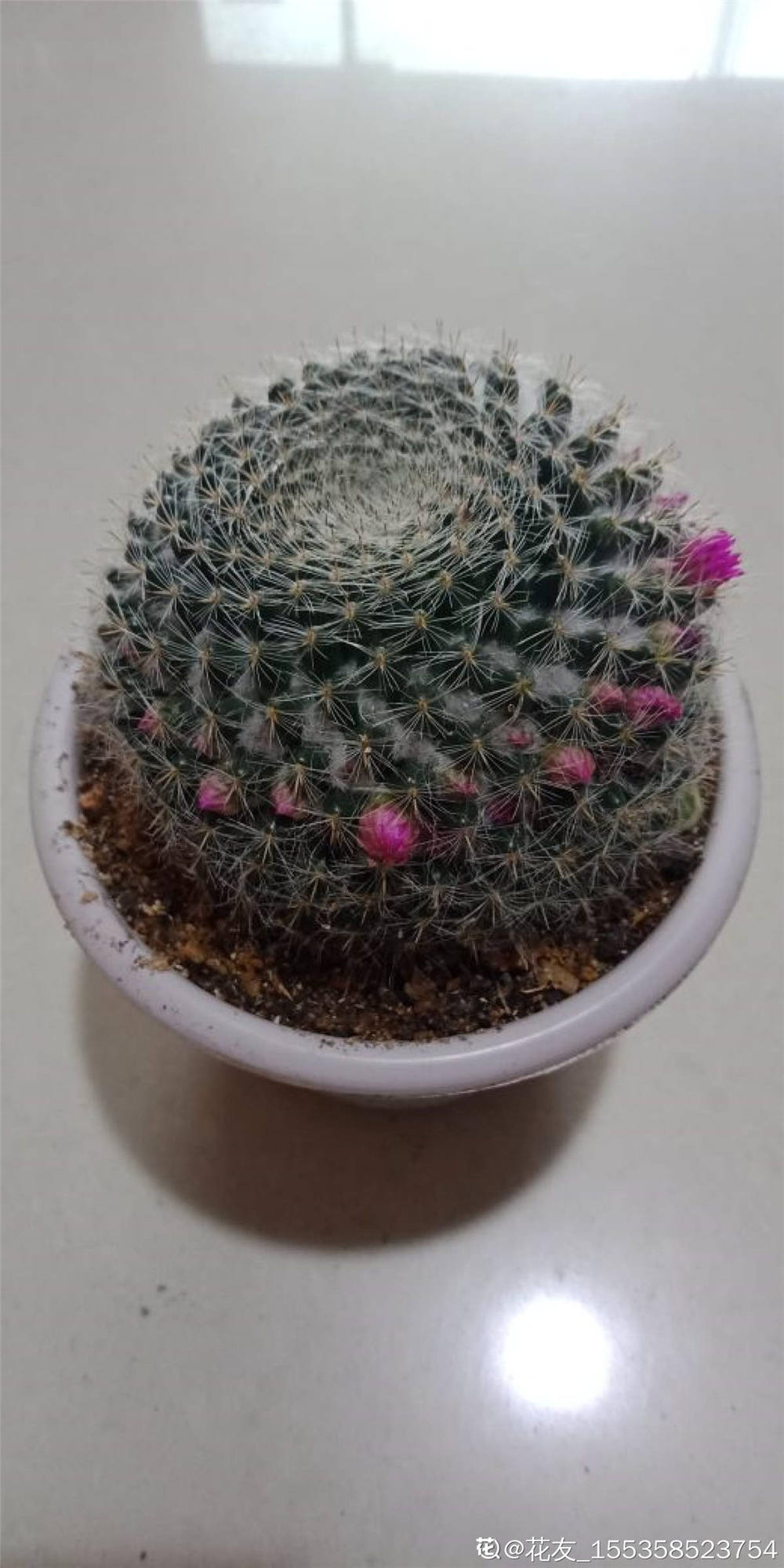 玉翁 玉翁