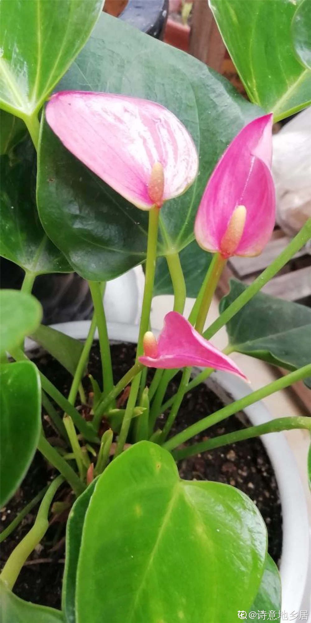 粉掌