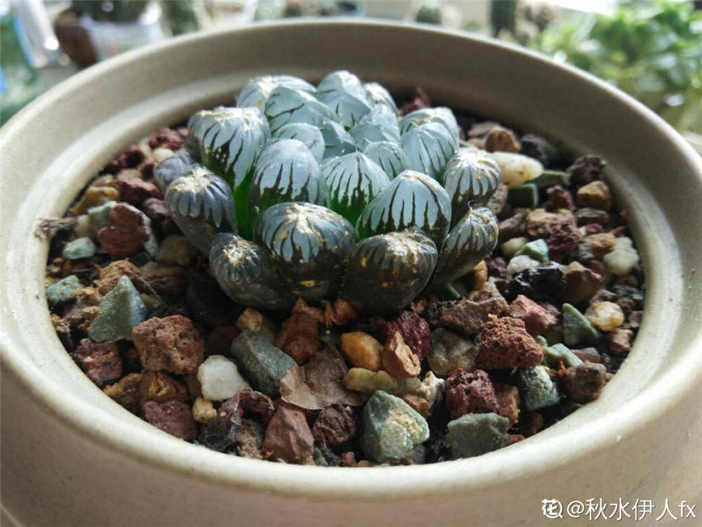 冰燈玉露 冰燈玉露