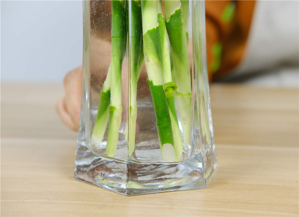 富貴竹 富貴竹